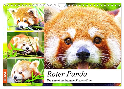 Roter Panda. Die superknuddeligen Katzenbären (Wandkalender 2024 DIN A4 quer), CALVENDO Monatskalender von CALVENDO