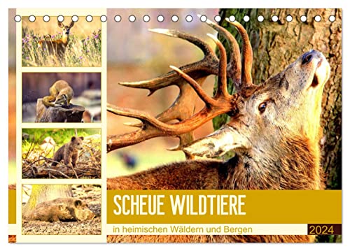 Scheue Wildtiere in heimischen Wäldern und Bergen (Tischkalender 2024 DIN A5 quer), CALVENDO Monatskalender von CALVENDO