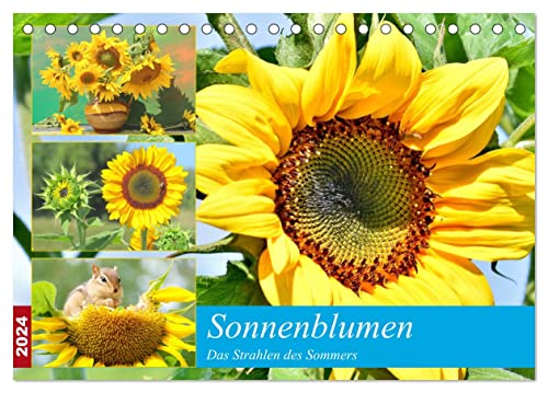 Sonnenblumen. Das Strahlen des Sommers (Tischkalender 2024 DIN A5 quer), CALVENDO Monatskalender von CALVENDO