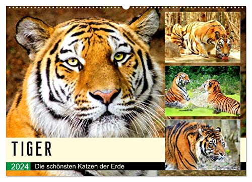 Tiger. Die schönsten Katzen der Erde (Wandkalender 2024 DIN A2 quer), CALVENDO Monatskalender