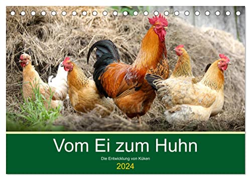 Vom Ei zum Huhn. Die Entwicklung von Küken (Tischkalender 2024 DIN A5 quer), CALVENDO Monatskalender von CALVENDO