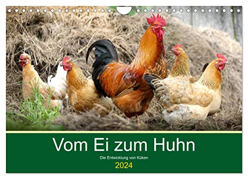 Vom Ei zum Huhn. Die Entwicklung von Küken (Wandkalender 2024 DIN A4 quer), CALVENDO Monatskalender von CALVENDO