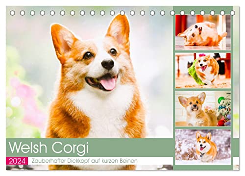 Welsh Corgi. Zauberhafter Dickkopf auf kurzen Beinen (Tischkalender 2024 DIN A5 quer), CALVENDO Monatskalender