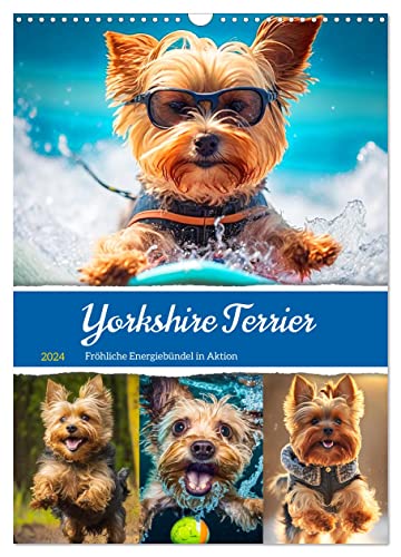 Yorkshire Terrier. Fröhliche Energiebündel in Aktion (Wandkalender 2024 DIN A3 hoch), CALVENDO Monatskalender