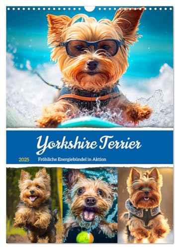 Yorkshire Terrier. Fröhliche Energiebündel in Aktion (Wandkalender 2025 DIN A3 hoch), CALVENDO Monatskalender von CALVENDO