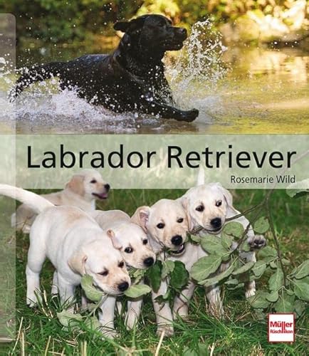 Labrador Retriever (Hunderassen) von Mller Rschlikon