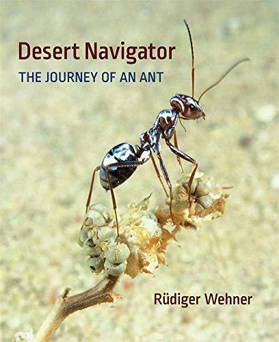 Desert Navigator: The Journey of an Ant