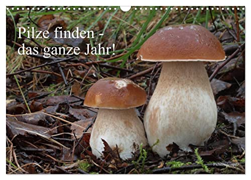 Pilze finden - das ganze Jahr! (Wandkalender 2025 DIN A3 quer), CALVENDO Monatskalender