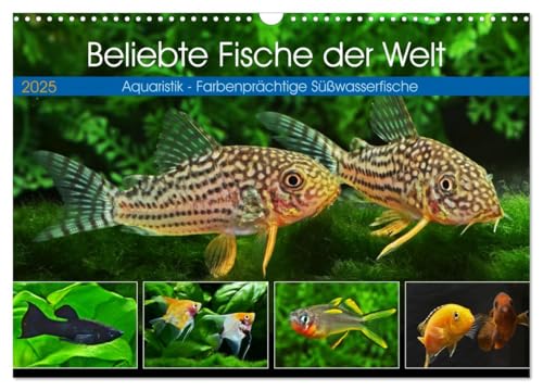 Beliebte Fische der Welt (Wandkalender 2025 DIN A3 quer), CALVENDO Monatskalender