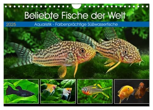 Beliebte Fische der Welt (Wandkalender 2025 DIN A4 quer), CALVENDO Monatskalender