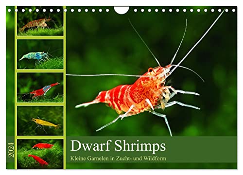 Dwarf Shrimps (Wandkalender 2024 DIN A4 quer), CALVENDO Monatskalender von CALVENDO