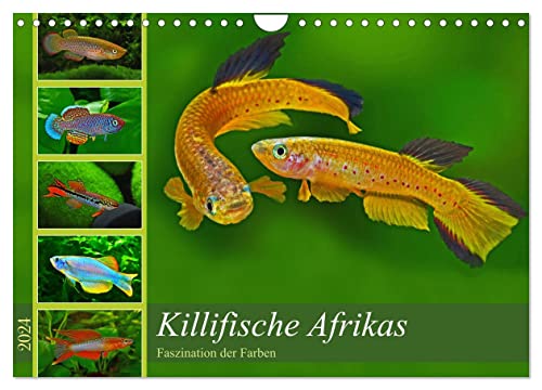 Killifische Afrikas (Wandkalender 2024 DIN A4 quer), CALVENDO Monatskalender von CALVENDO