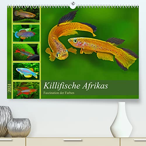Killifische Afrikas (hochwertiger Premium Wandkalender 2024 DIN A2 quer), Kunstdruck in Hochglanz