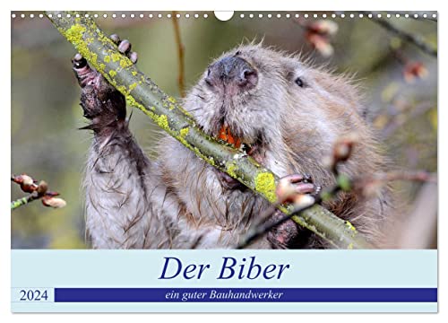 Der Biber, ein guter Bauhandwerker (Wandkalender 2024 DIN A3 quer), CALVENDO Monatskalender