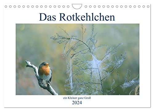 Das Rotkehlchen, ein Kleiner ganz Groß (Wandkalender 2024 DIN A4 quer), CALVENDO Monatskalender von CALVENDO