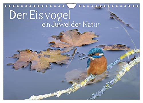 Der Eisvogel, ein Juwel der Natur (Wandkalender 2024 DIN A4 quer), CALVENDO Monatskalender von CALVENDO
