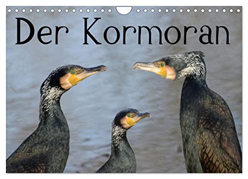 Der Kormoran (Wandkalender 2024 DIN A4 quer), CALVENDO Monatskalender