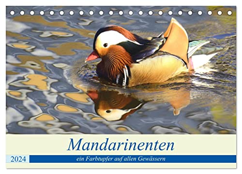 Mandarinenten, ein Farbtupfer auf allen Gewässern. (Tischkalender 2024 DIN A5 quer), CALVENDO Monatskalender von CALVENDO