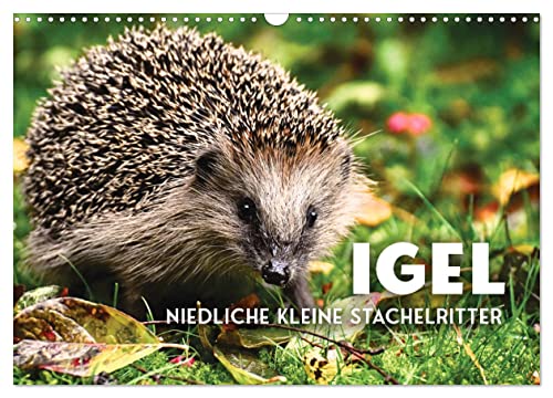 Igel - Niedliche kleine Stachelritter (Wandkalender 2024 DIN A3 quer), CALVENDO Monatskalender