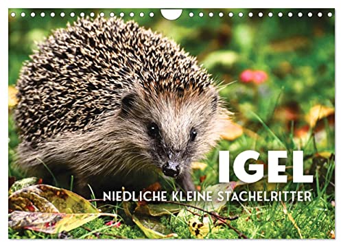 Igel - Niedliche kleine Stachelritter (Wandkalender 2024 DIN A4 quer), CALVENDO Monatskalender