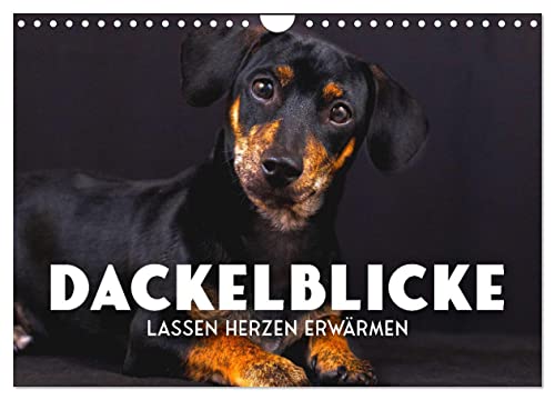 Dackelblicke - Lassen Herzen erwärmen. (Wandkalender 2025 DIN A4 quer), CALVENDO Monatskalender