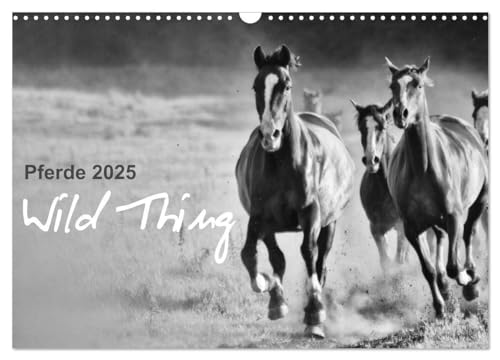 Pferde 2025 Wild Thing (Wandkalender 2025 DIN A3 quer), CALVENDO Monatskalender: Pferde auf der Koppel von CALVENDO