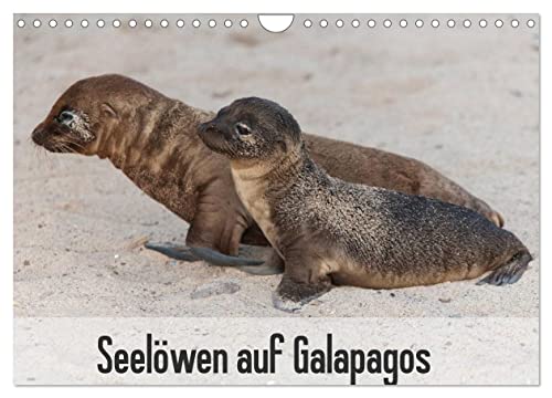 Seelöwen auf Galapagos (Wandkalender 2024 DIN A4 quer), CALVENDO Monatskalender von CALVENDO