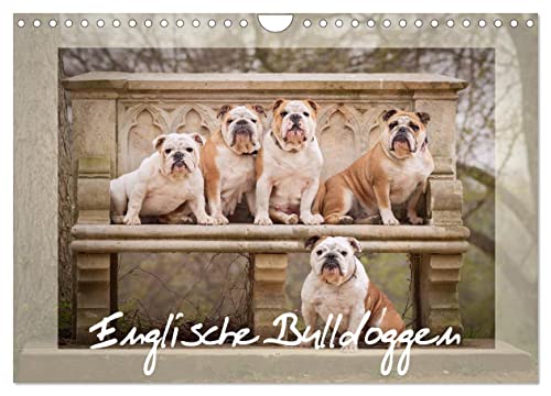 Englische Bulldoggen (Wandkalender 2024 DIN A4 quer), CALVENDO Monatskalender von CALVENDO