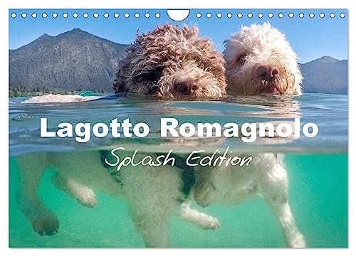 Lagotto Romagnolo Splash Edition (Wandkalender 2025 DIN A4 quer), CALVENDO Monatskalender von CALVENDO