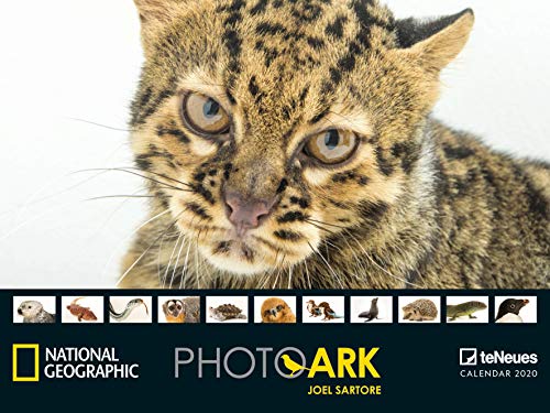 National Geographic Photo Ark 2020 - Posterkalender - 64x48cm - Tierkalender - atemberaubende Fotografie