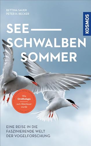 Seeschwalben Sommer