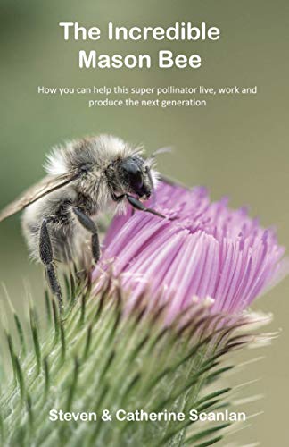 The Incredible Mason Bee