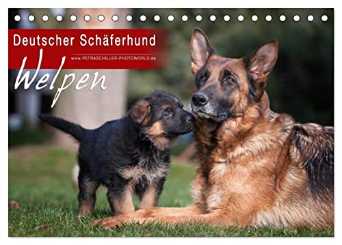 Deutscher Schäferhund - Welpen (Tischkalender 2024 DIN A5 quer), CALVENDO Monatskalender von CALVENDO