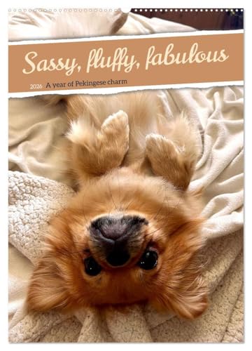 Sassy, fluffy, fabulous - A year of Pekingese charm (Wall Calendar 2026 DIN A2 portrait), CALVENDO 12 Month Wall Calendar: Let yourself be enchanted, ... playful nature will set the house alight von Calvendo