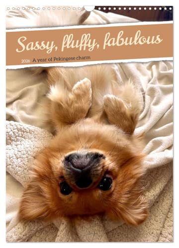 Sassy, fluffy, fabulous - A year of Pekingese charm (Wall Calendar 2026 DIN A3 portrait), CALVENDO 12 Month Wall Calendar: Let yourself be enchanted, ... playful nature will set the house alight von Calvendo