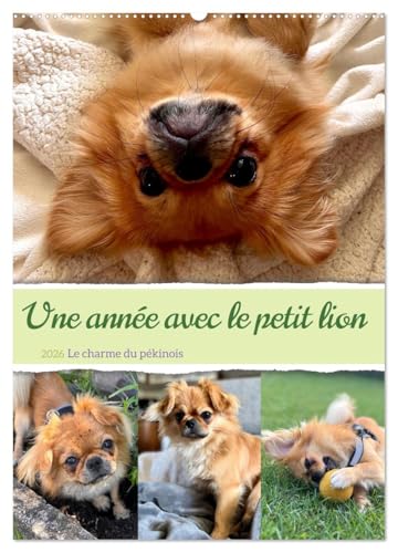 Une année avec le petit lion - Le charme du pékinois (Calendrier mural 2026 DIN A2 horizontal), CALVENDO calendrier mensuel: Charmant calendrier ... au c¿ur. Un must pour les fans de chiens von Calvendo