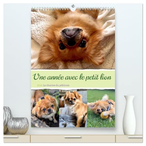 Une année avec le petit lion - Le charme du pékinois (Calendrier mural 2026 DIN A2 horizontal) calendrier de bureau: Charmant calendrier pékinois ... au c¿ur. Un must pour les fans de chiens von Calvendo