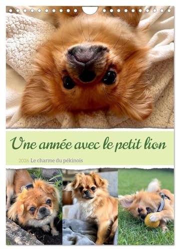 Une année avec le petit lion - Le charme du pékinois (Calendrier mural 2026 DIN A4 horizontal), CALVENDO calendrier mensuel: Charmant calendrier ... au c¿ur. Un must pour les fans de chiens von Calvendo