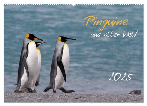 Pinguine aus aller Welt (Wandkalender 2025 DIN A2 quer), CALVENDO Monatskalender von CALVENDO