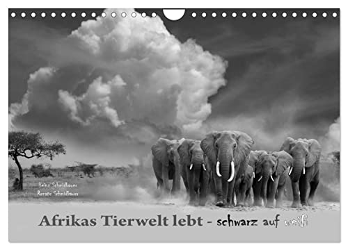 Afrikas Tierwelt lebt - schwarz auf weiß (Wandkalender 2024 DIN A4 quer), CALVENDO Monatskalender von CALVENDO