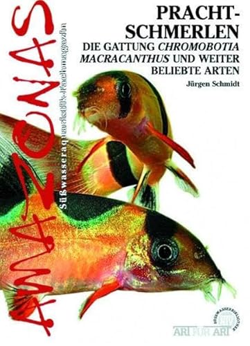 Prachtschmerlen: Chromobotia macracanthus und weitere beliebte Arten Prachtschmerlen: Chromobotia macracanthus und weitere beliebte Arten