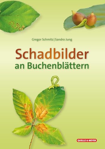 Schadbilder an Buchenblättern (Quelle & Meyer Bestimmungskarten)