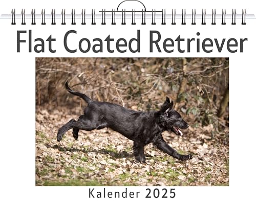 Flat Coated Retriever - (Wandkalender 2025, Kalender DIN A4 quer, Monatskalender im Querformat mit Kalendarium, das perfekte Geschenk) von FlipFlop