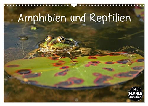 Amphibien und Reptilien (Wandkalender 2025 DIN A3 quer), CALVENDO Monatskalender von CALVENDO