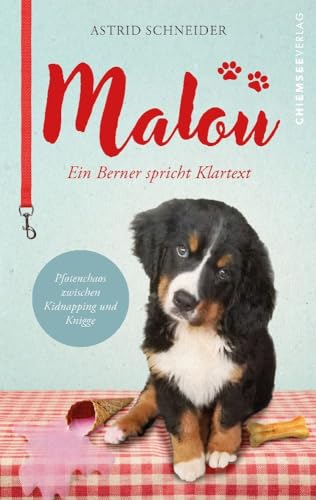 Malou - ein Berner spricht Klartext: Pfotenchaos zwischen Kidnapping und Knigge