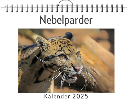 Nebelparder - (Wandkalender 2025, Kalender DIN A4 quer, Monatskalender im Querformat mit Kalendarium, das perfekte Geschenk) von FlipFlop