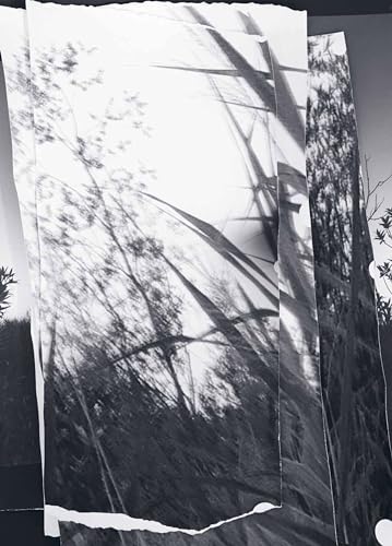walks, conversations: Berit Schneidereit