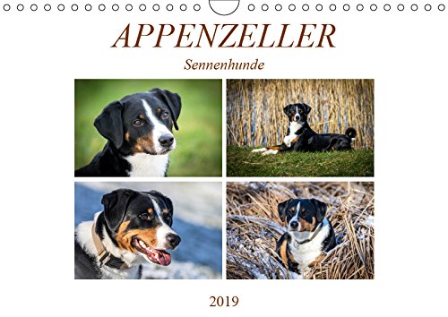 Appenzeller Sennenhunde (Wandkalender 2019 DIN A4 quer): Familienhunde (Monatskalender, 14 Seiten ) (CALVENDO Tiere) von Calvendo