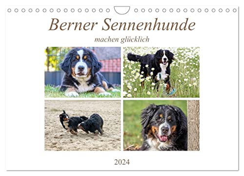 Berner Sennenhunde machen glücklich (Wandkalender 2024 DIN A4 quer), CALVENDO Monatskalender von CALVENDO