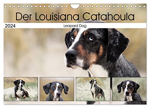 Der Louisiana Catahoula Leopard Dog (Wandkalender 2024 DIN A4 quer), CALVENDO Monatskalender von CALVENDO